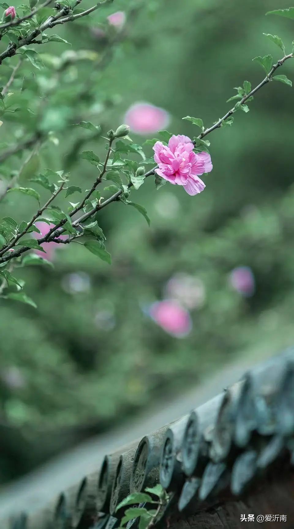 鏈ㄦЭ鏌旂殑灏忚,鏌旂矇绾㈠績閲嶇摚鏈ㄦЭ淇壀