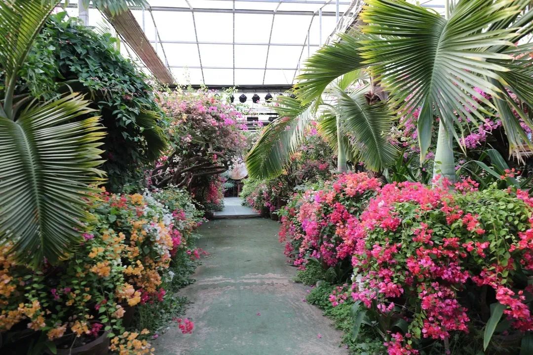 北京植物园的赏花的最好时节,西山秘境惊艳北京的植物