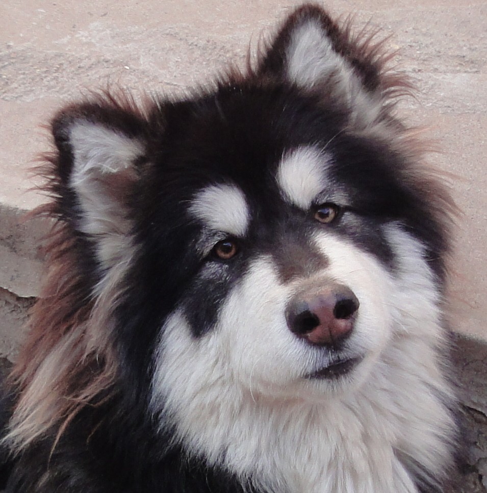 阿拉斯加犬的优点与缺点,搜索阿拉斯加的优点和缺点