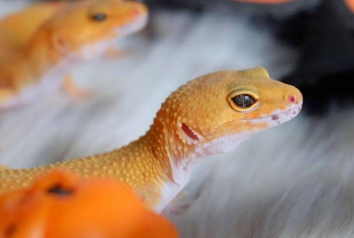 澳洲男子生吞壁虎死亡,澳大利亚男子生吞蜗牛