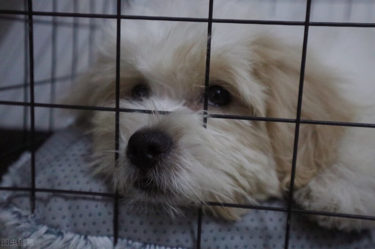 泰迪狗身上起癣怎么回事,狗癣传染人用什么药