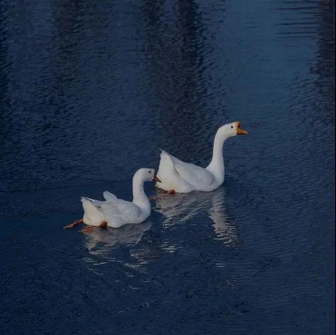 朋友圈背景送给大家,朋友圈背景送你一朵花