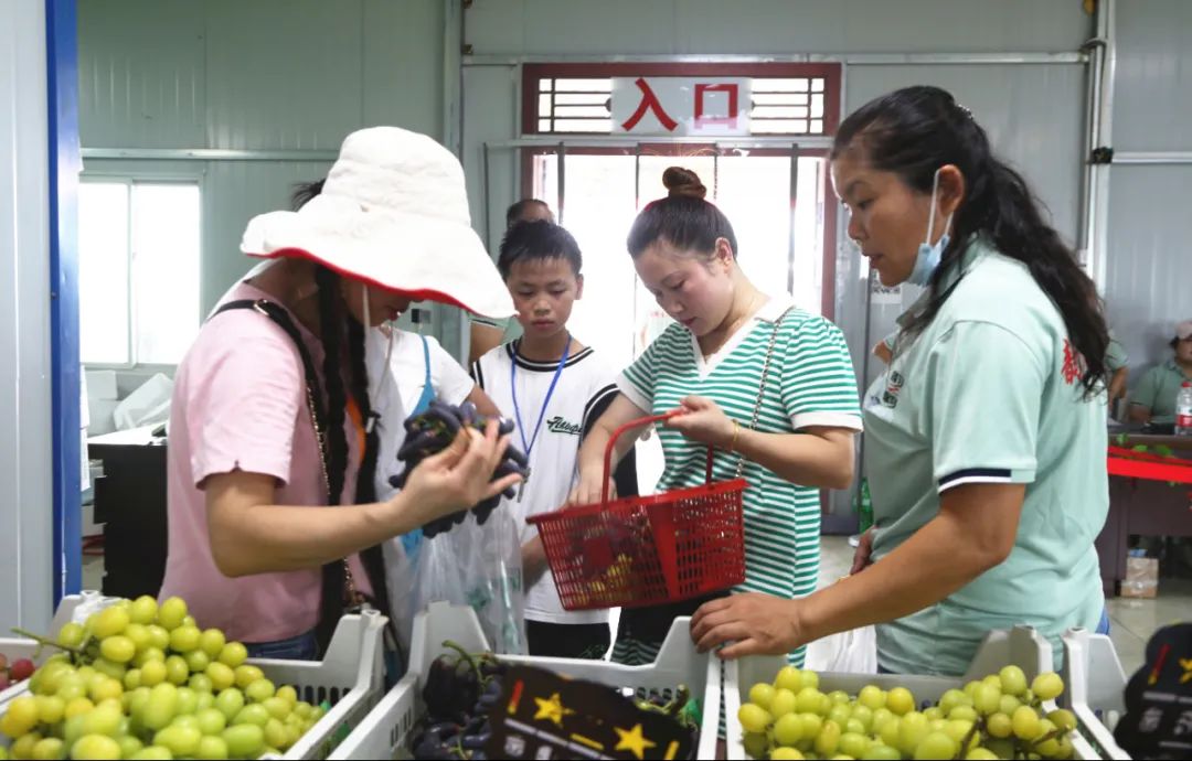 孝昌葡萄,优质农产品葡萄丰收