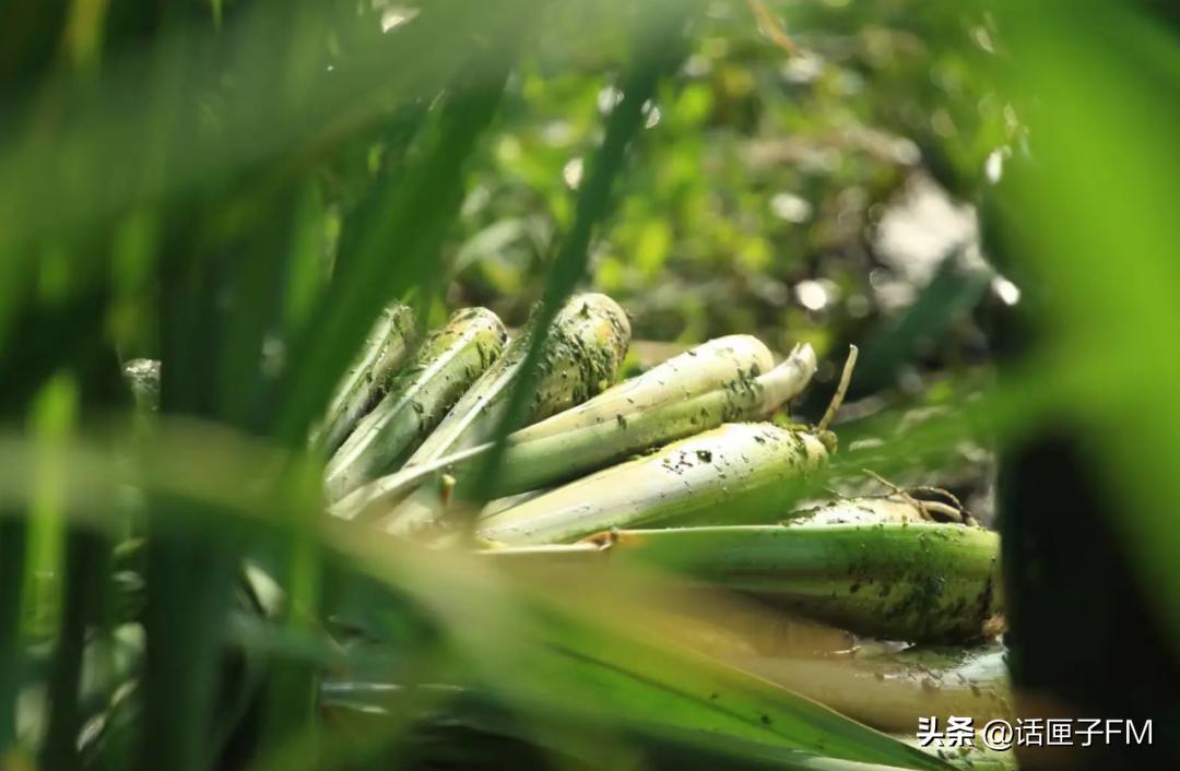 茭白新鲜生吃可以吗,新鲜茭白可以冷冻有酸味