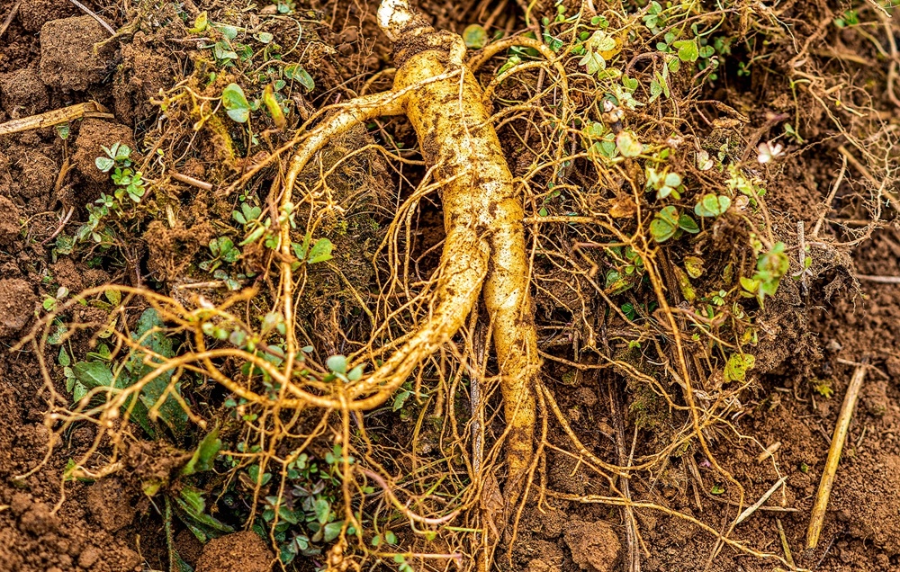 进口正品西洋参500克多少钱,进口西洋参与国产参的差别