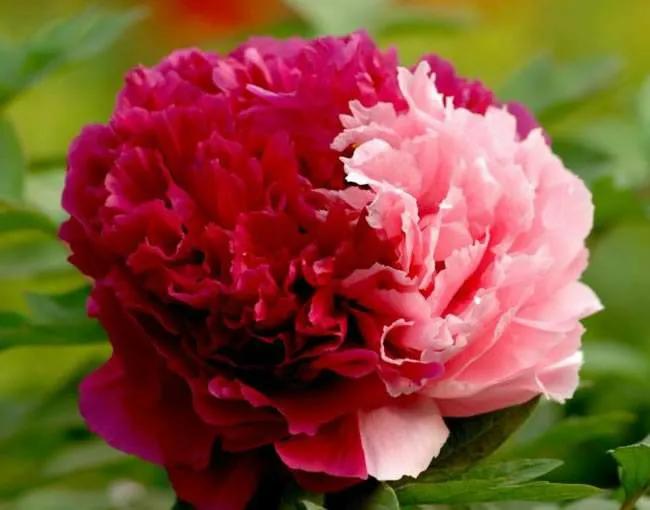 牡丹百花之王典故,为什么牡丹是百花之王