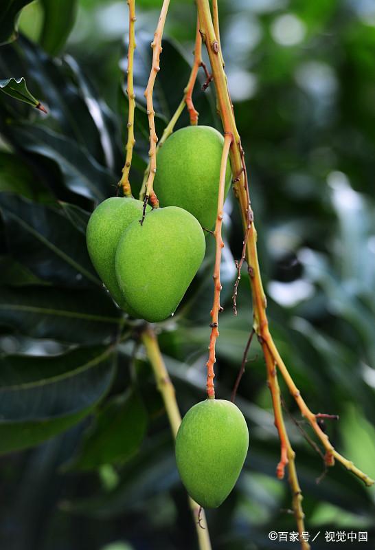 芒果很黏能水洗吗,新鲜芒果加盐可以防止氧化吗