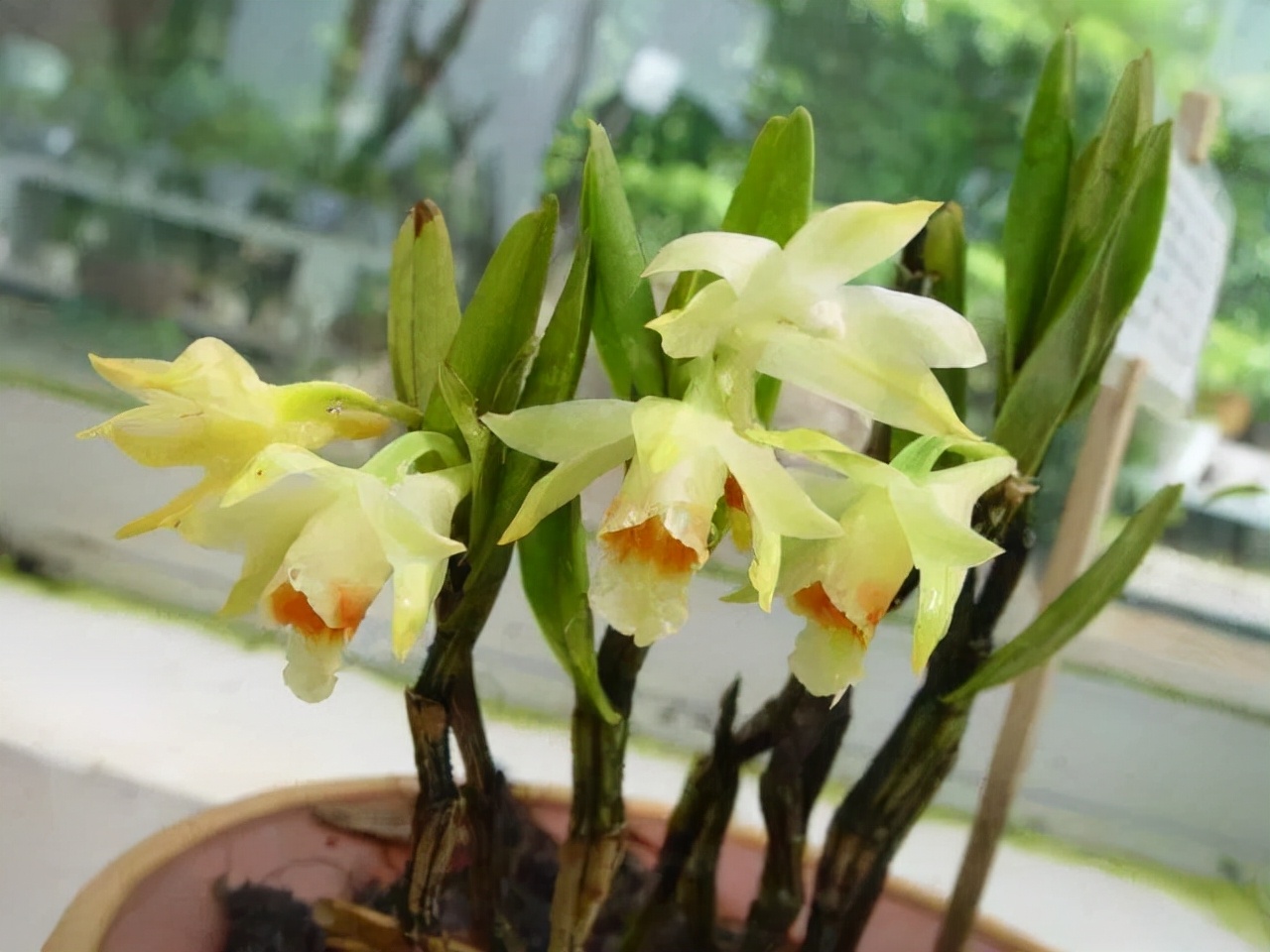 最香的五种兰花哪种兰花耐寒,春夏秋冬四季各是哪几个兰花品种