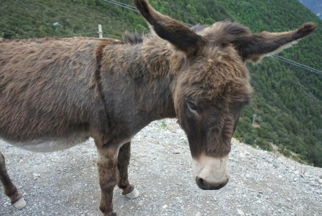 残忍幼猴实验,残忍的幼猴实验被叫停