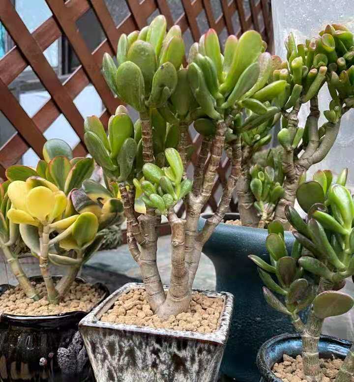 树龄30年的多肉老桩，看起来真美貌