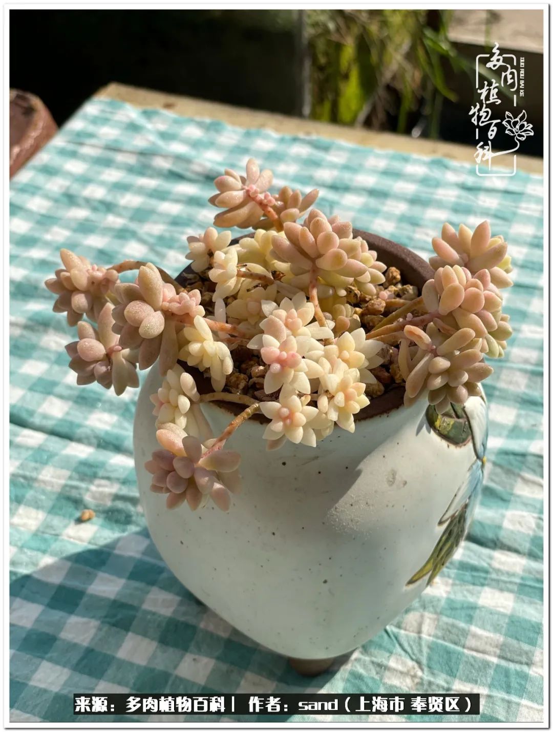 养点花草给生活添点乐趣,养点花花草草心情自然会好