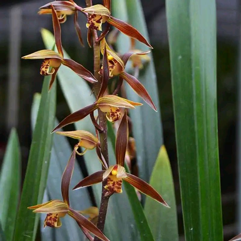 百花齐放春意浓群芳争艳,百花齐放喜迎新春