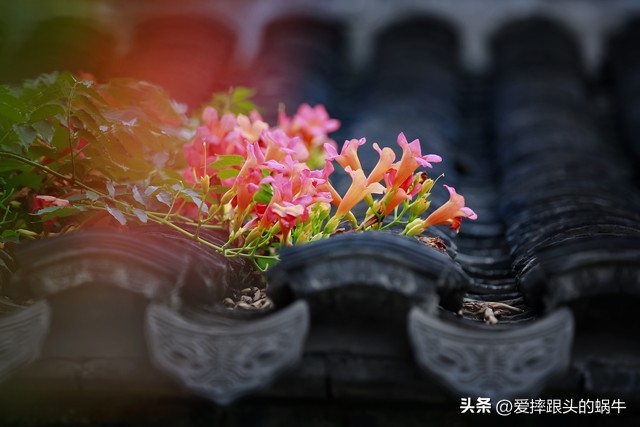 夏日里盛开的凌霄花,绚烂开放的凌霄花