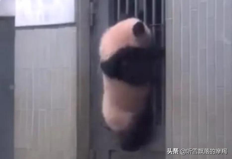 熊猫萌兰和花花在一个动物园吗,熊猫萌兰两岁就会偷奶爸的钥匙