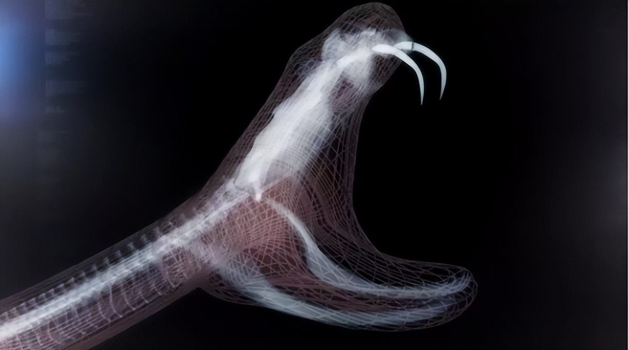 蛇中熊猫莽山烙铁头有多珍稀,蛇中大熊猫是什么蛇