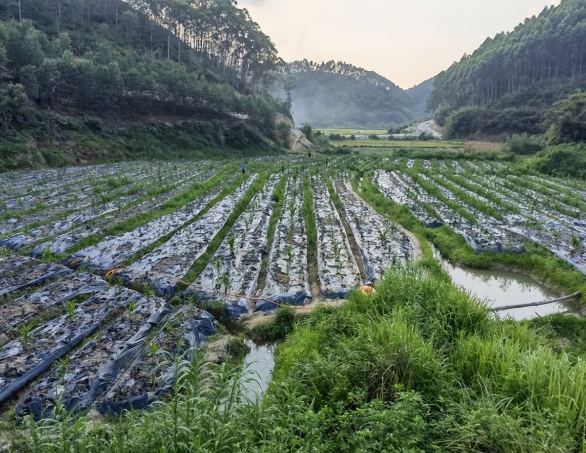 广西贵港种植前景,广西贵港适合种什么树苗