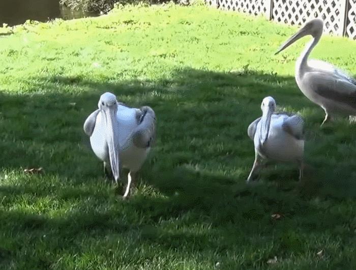 鹈鹕吃长颈鹿动画版,鹈鹕咬长颈鹿