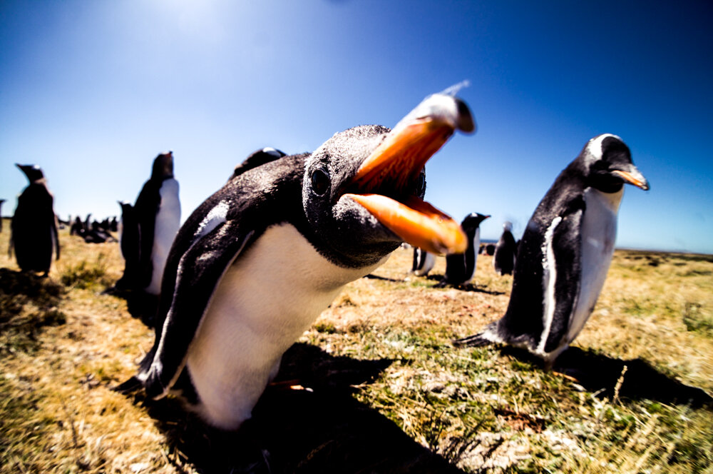 一组耐人寻味的动物图片引人深思,让人很惊艳的动物照片