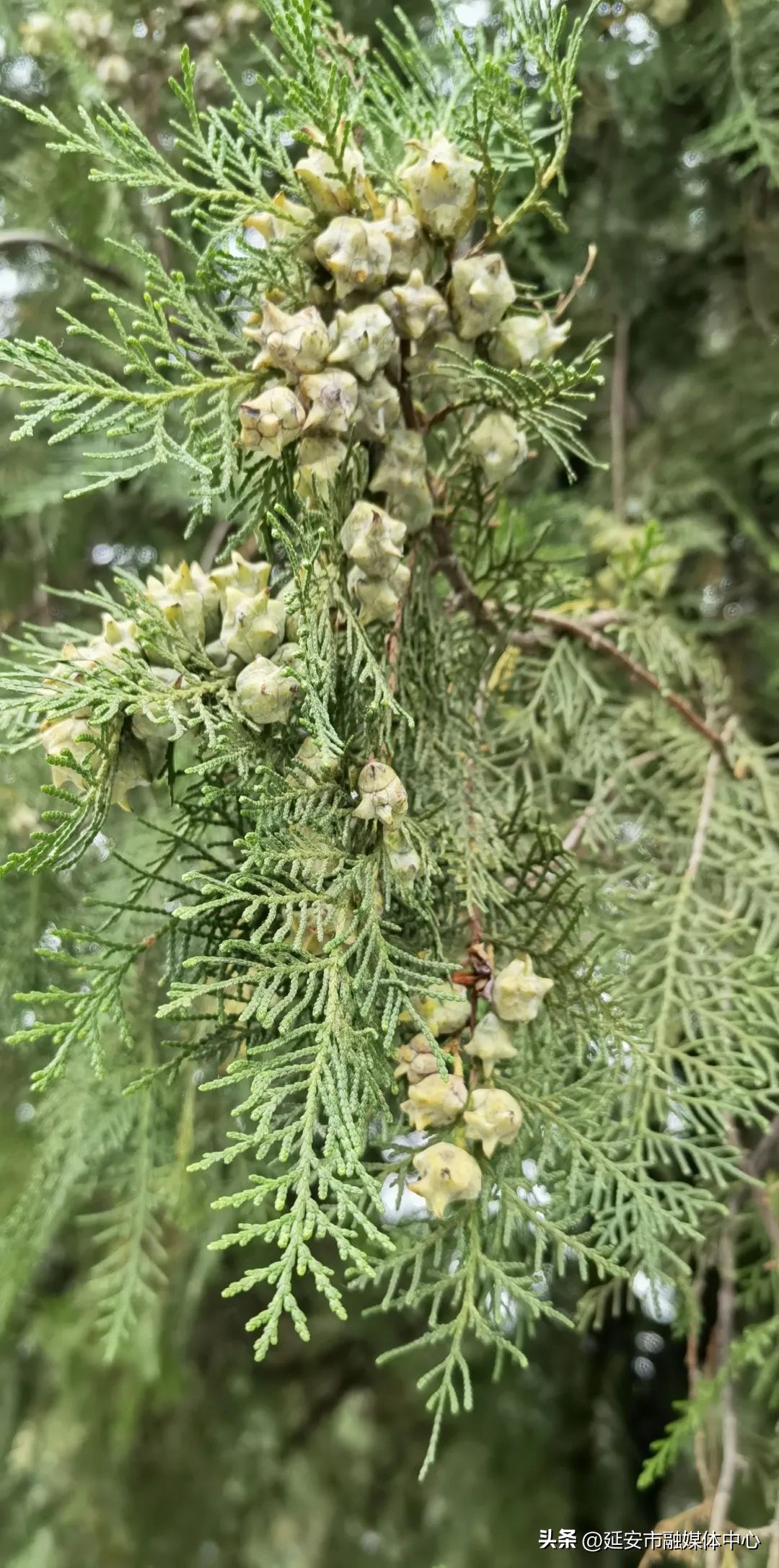 陕西宾馆迎来最佳观花赏景季节,陕西宾馆内景色