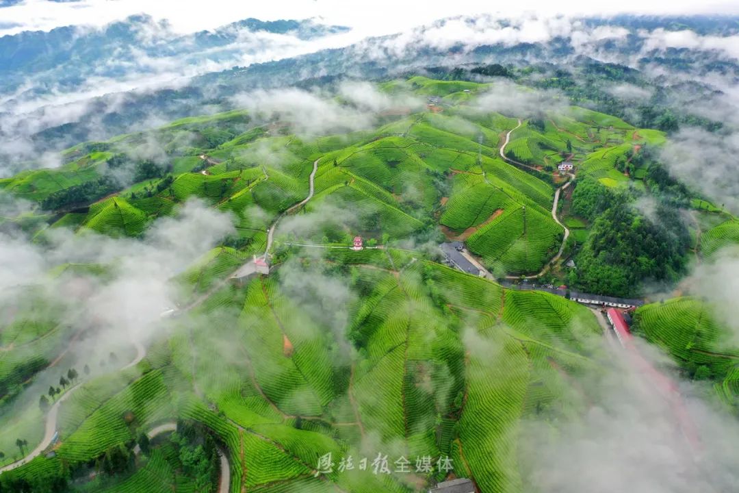 恩施硒茶品牌整合,恩施硒茶功效与作用