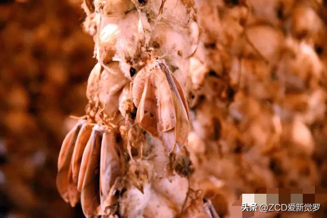 东北养柞蚕视频大全,山上养的柞蚕