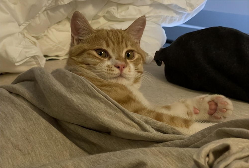 猫咪为什么上床,为什么猫咪上床还咬人