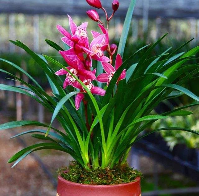 兰花品种大全四川,兰花品种鉴别方法