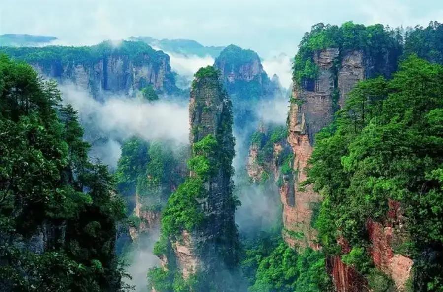 最近超级火的张家界神仙茶,张家界的神茶