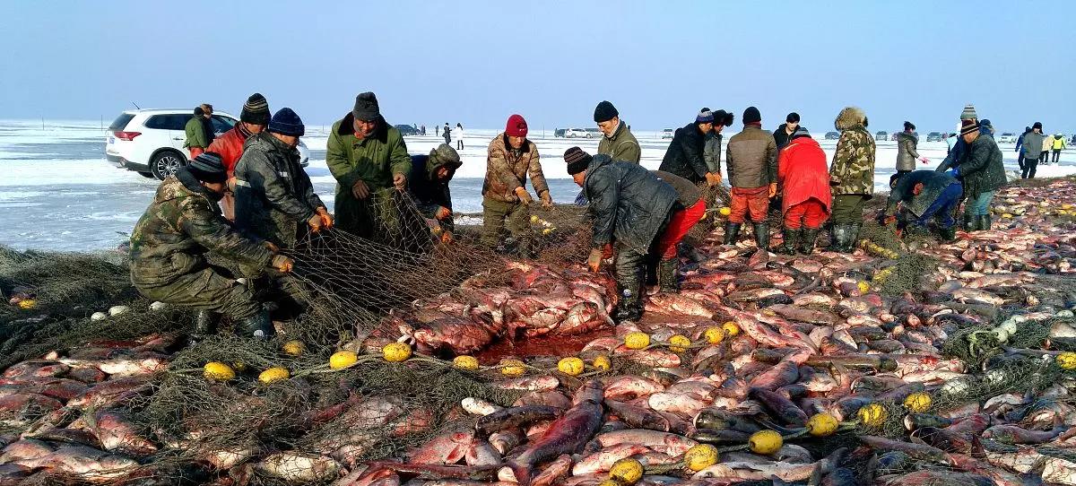 查干湖冬捕单网鱼超10万斤,查干湖冬捕一网最大出鱼量