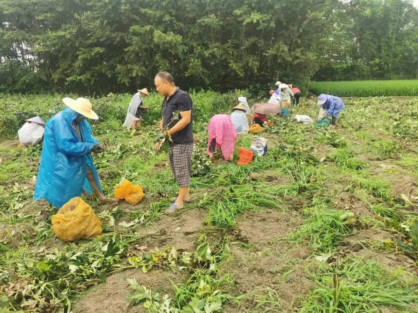 江油附子产量怎么样,江油附子亩产量多少斤