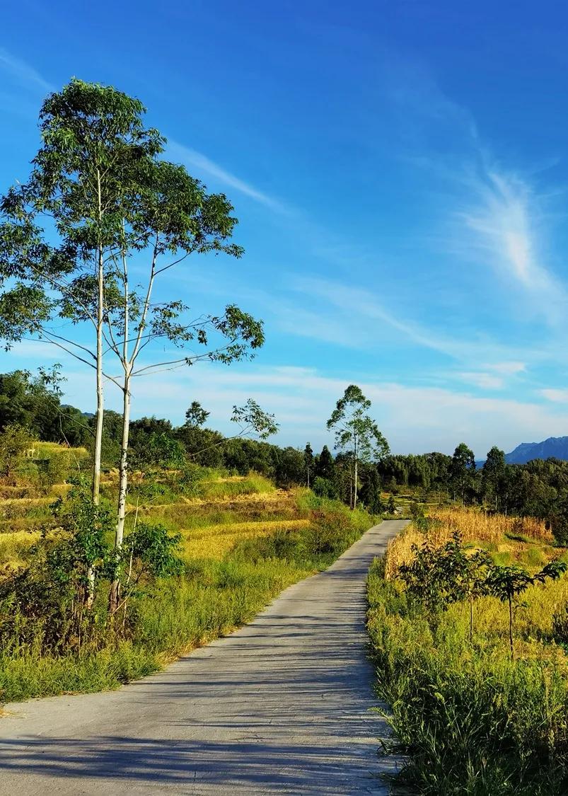 稻菽飘香各地丰收忙,稻菽飘香图片