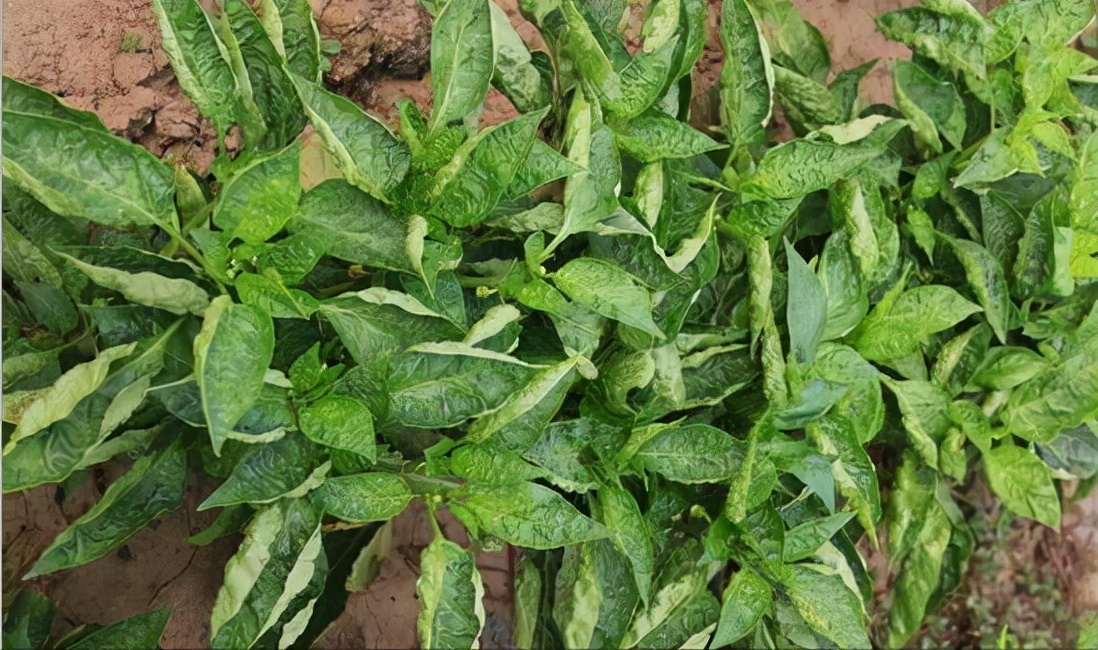 辣椒卷叶是什么病怎么治,辣椒有黄叶卷叶用什么药打才能治