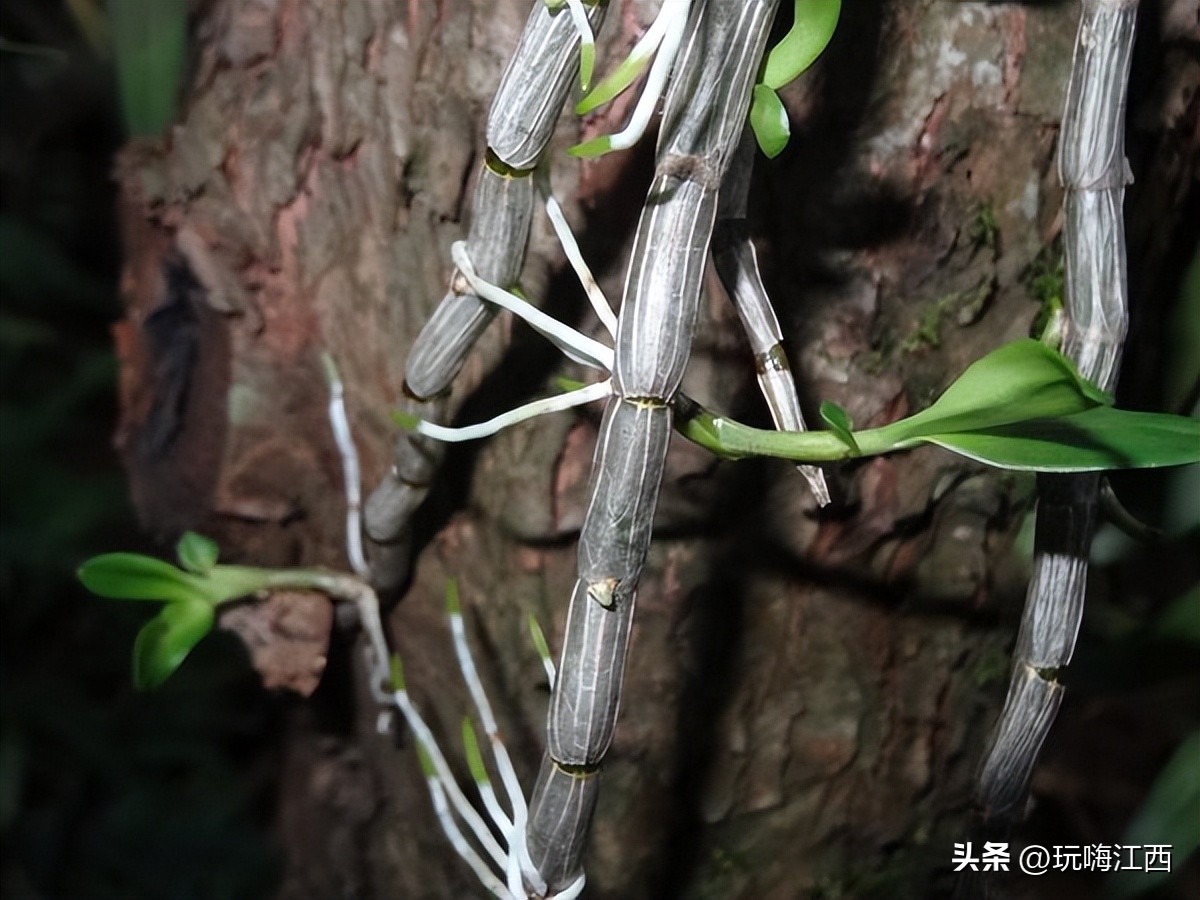 吉安安福红豆杉附生铁皮石斛为例多糖的讨论