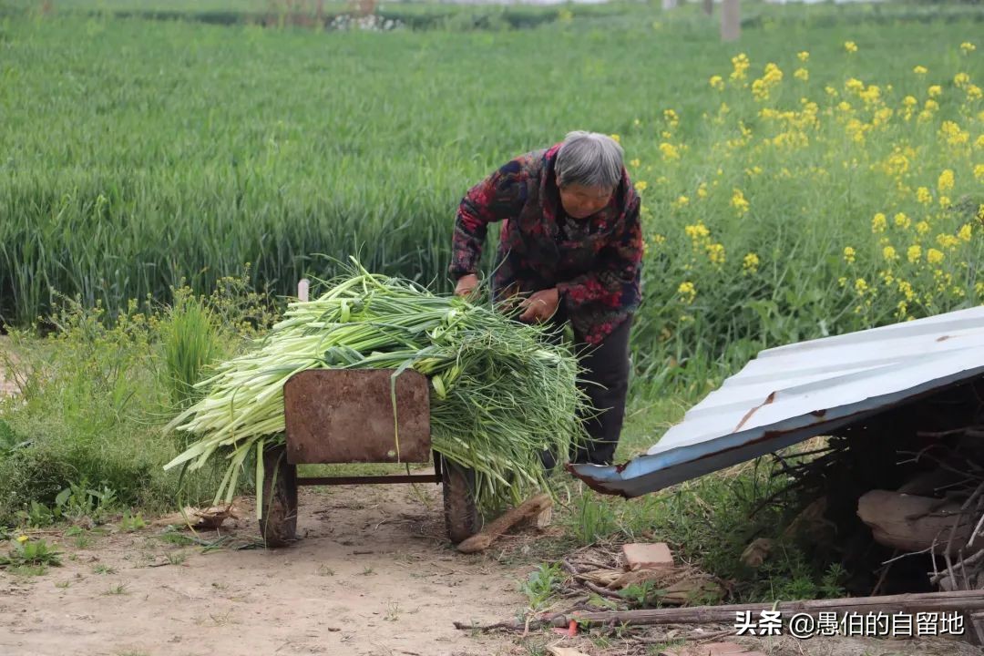 五一快到了农村拔蒜苔,五一劳动节收蒜苔