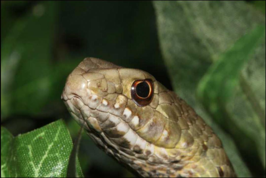 「原来欧洲有这么多种蛇？！」偷师卡塞尔的豢龙大师·下