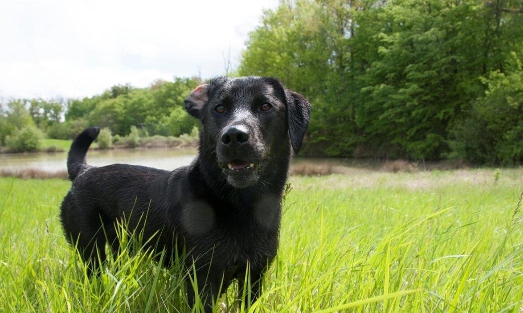拉布拉多为什么会有不同颜色,拉布拉多犬黑色的好还是白色的好
