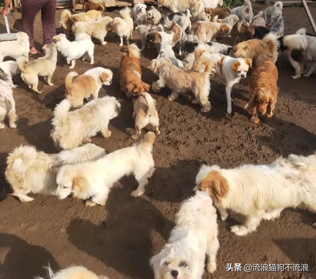 老狗疾病缠身口眼歪斜，最需要陪伴的时候，却遭主人无情抛弃