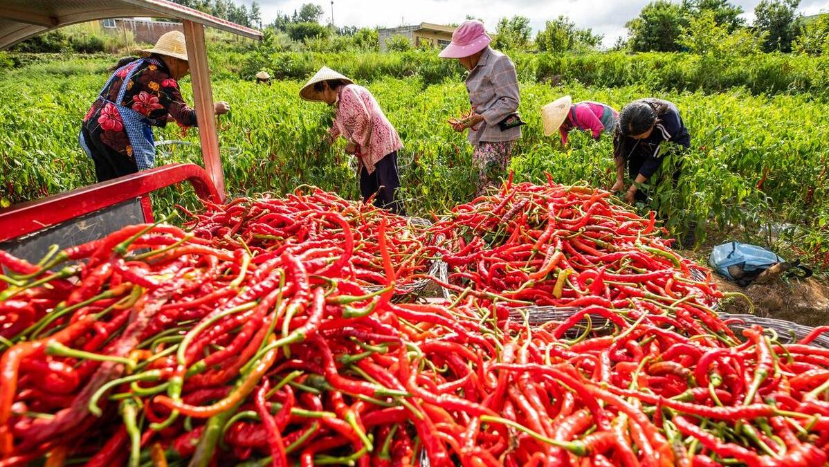 为什么有钱人扎堆种辣椒？辣椒中“茅台”，今年刚上市300元一斤