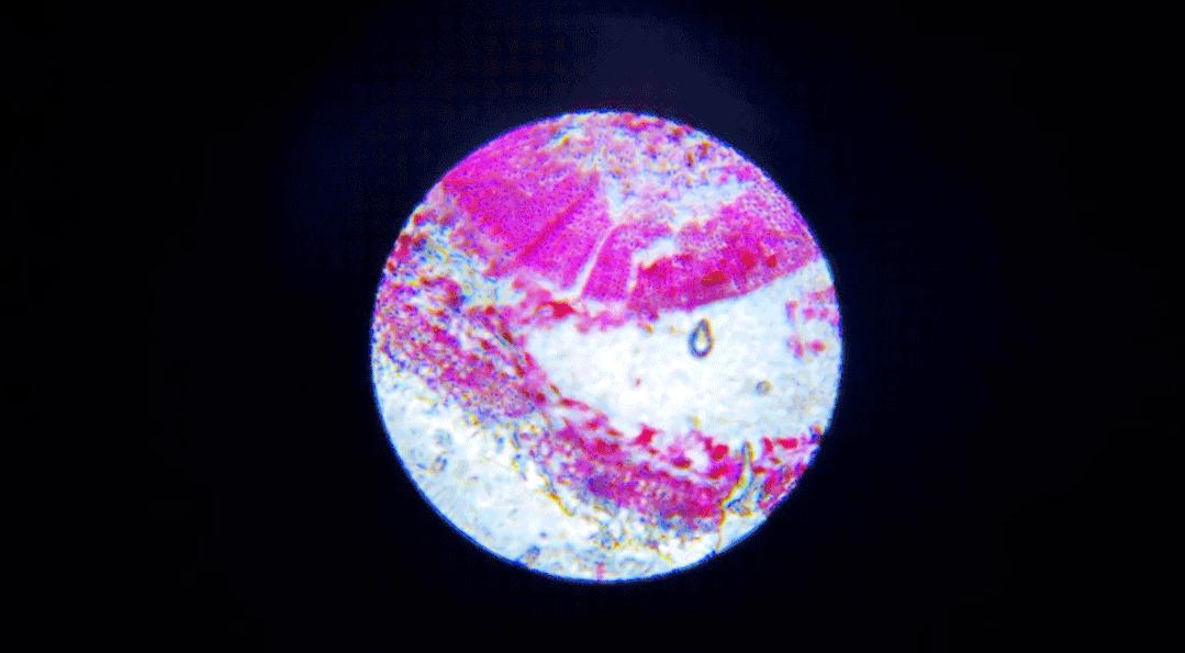 儿童探索放大镜多少倍合适,家长应不应该给孩子买显微镜