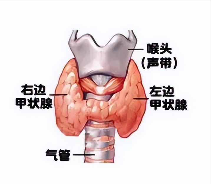 乙肝小三阳转氨酶升高,小三阳转氨酶正常会肝硬化吗