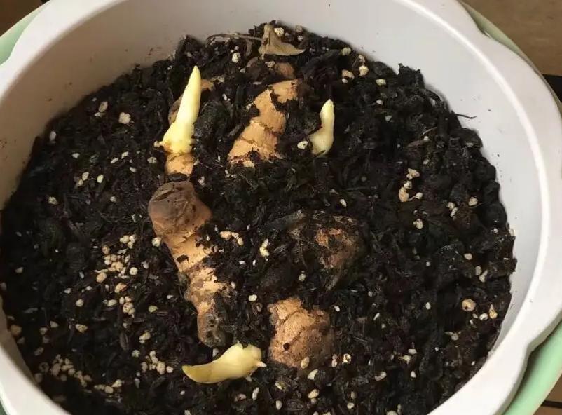 家庭种姜的正确方法和步骤,姜怎么种小技巧