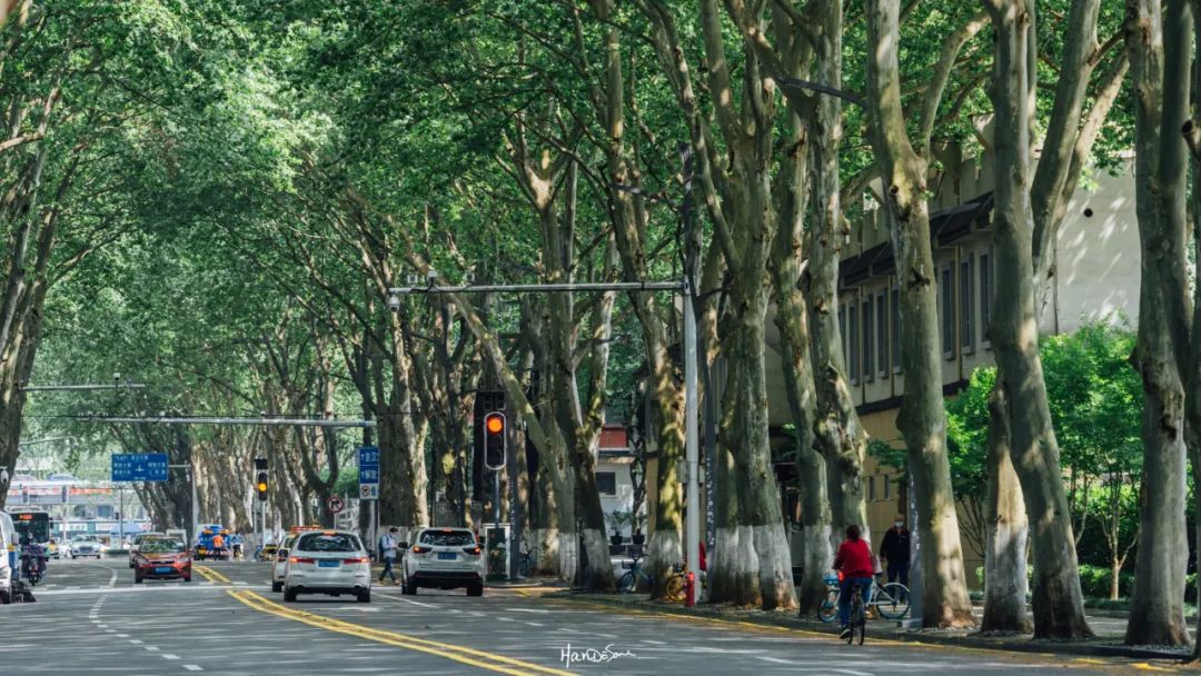 梧桐絮和石楠花,极限二选一