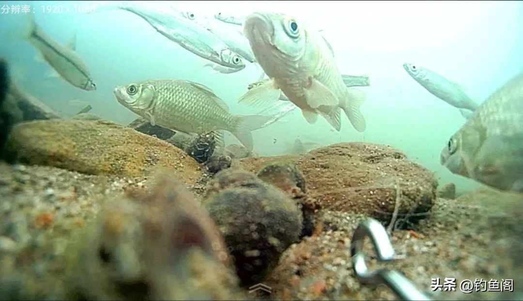 麦粒能钓到鲫鱼吗,为什么用饵料钓不到鲫鱼