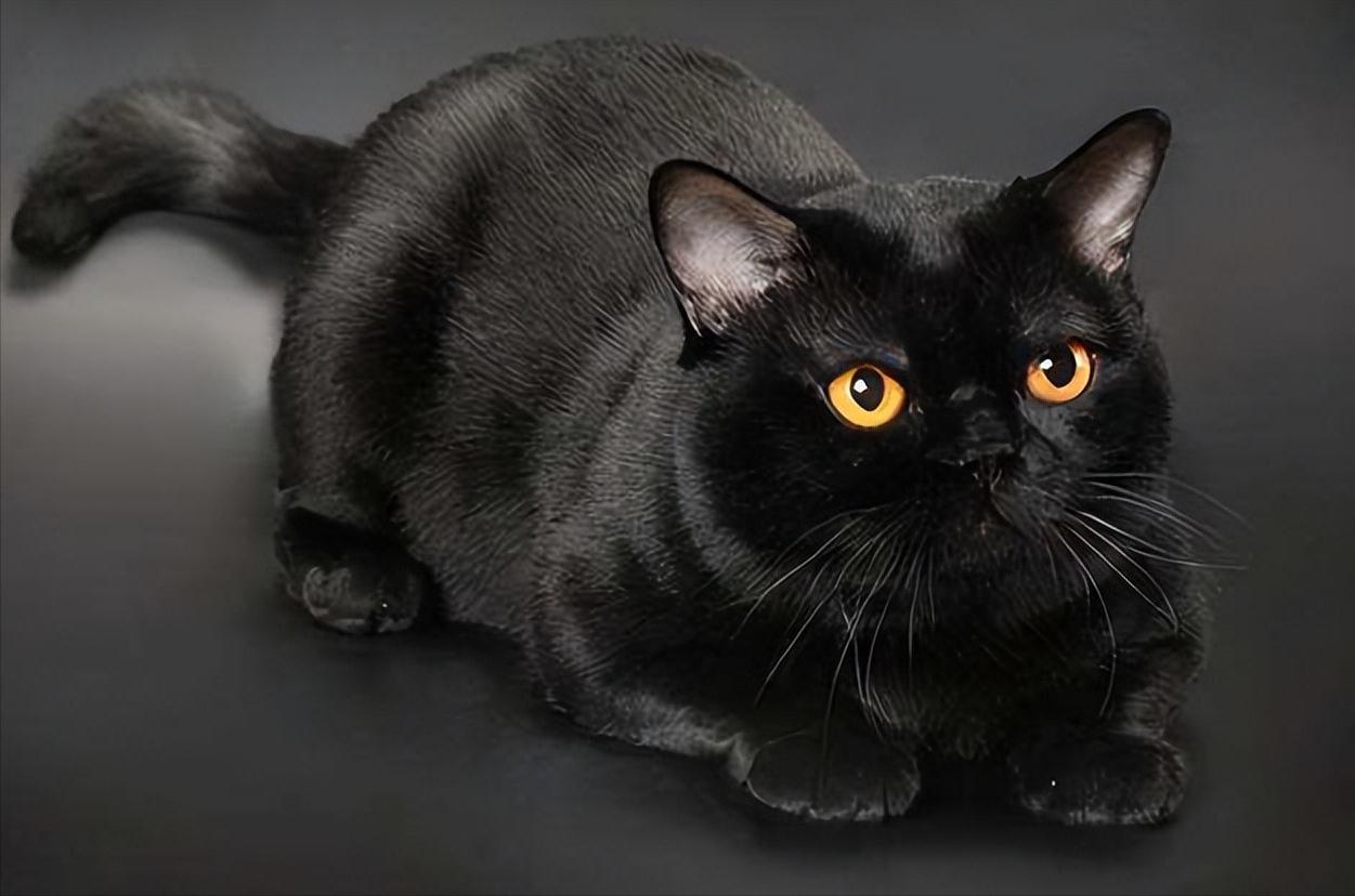 雪地金缕,雪地金缕猫值钱吗