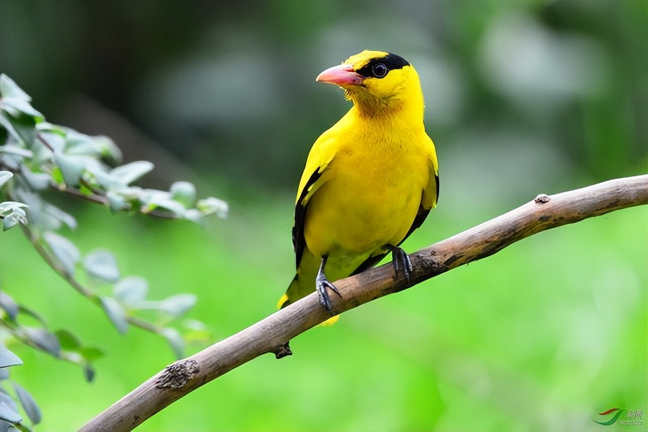 贺知章写咏柳古诗时的故事,咏柳唐贺知章的课堂笔记