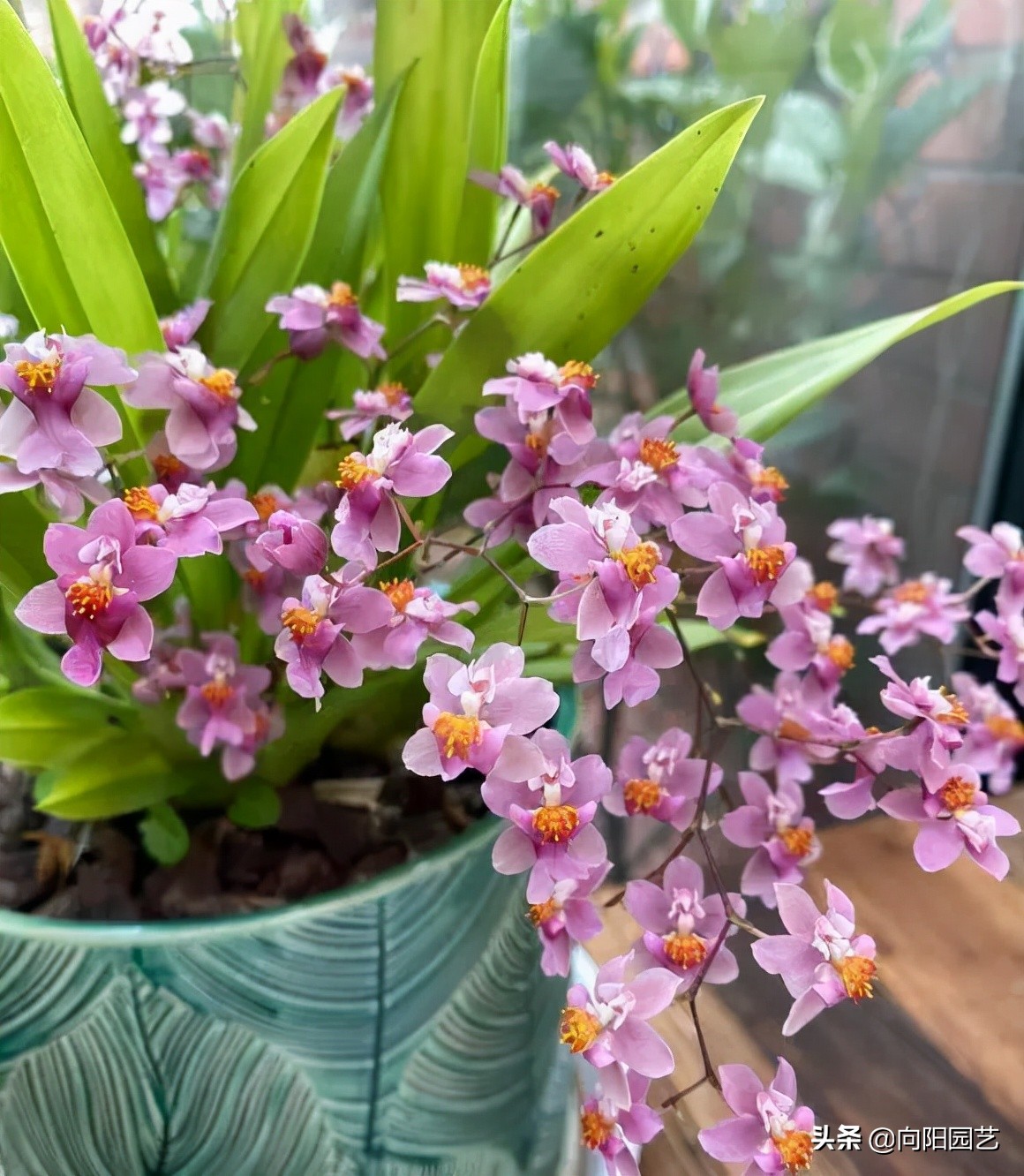 室内好养的香花,适合室内养的有香味的花四季