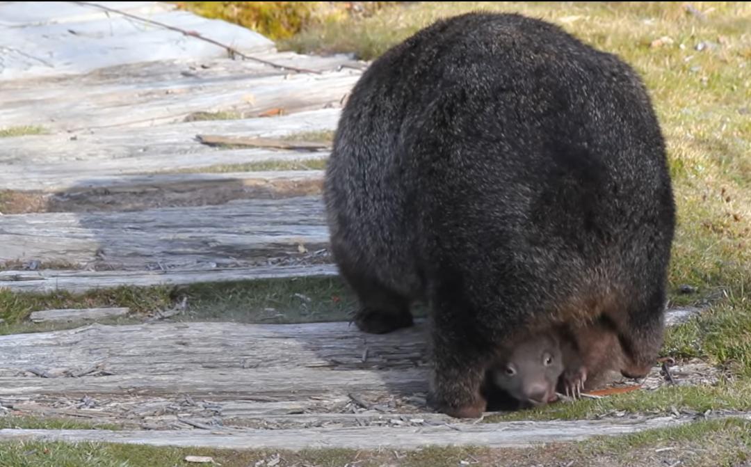 吃喝拉撒都在袋子里，袋鼠幼崽会被熏到吗？