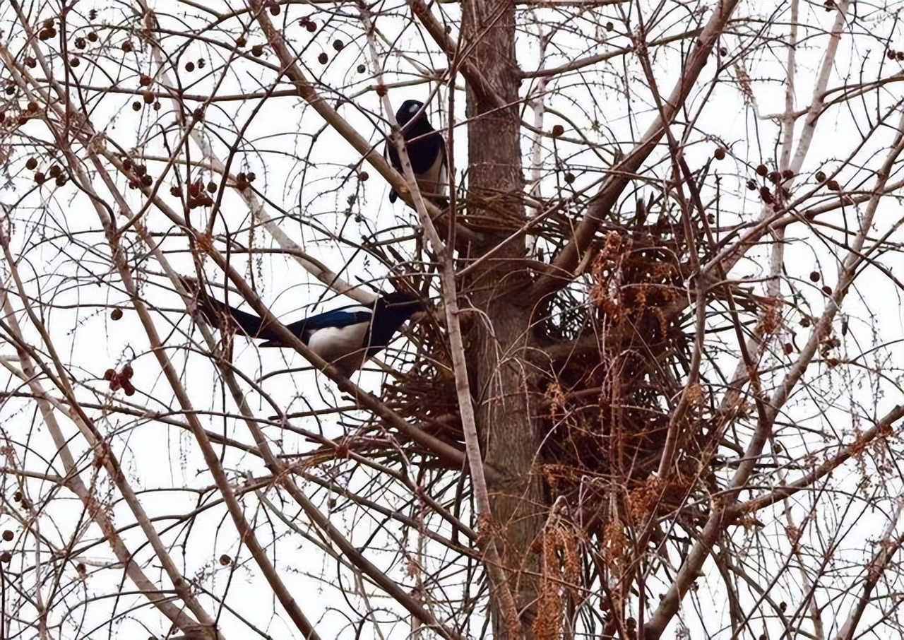 喜鹊的窝杂乱不堪为什么不怕风雪,喜鹊窝搭得乱七八糟为何不怕风雪