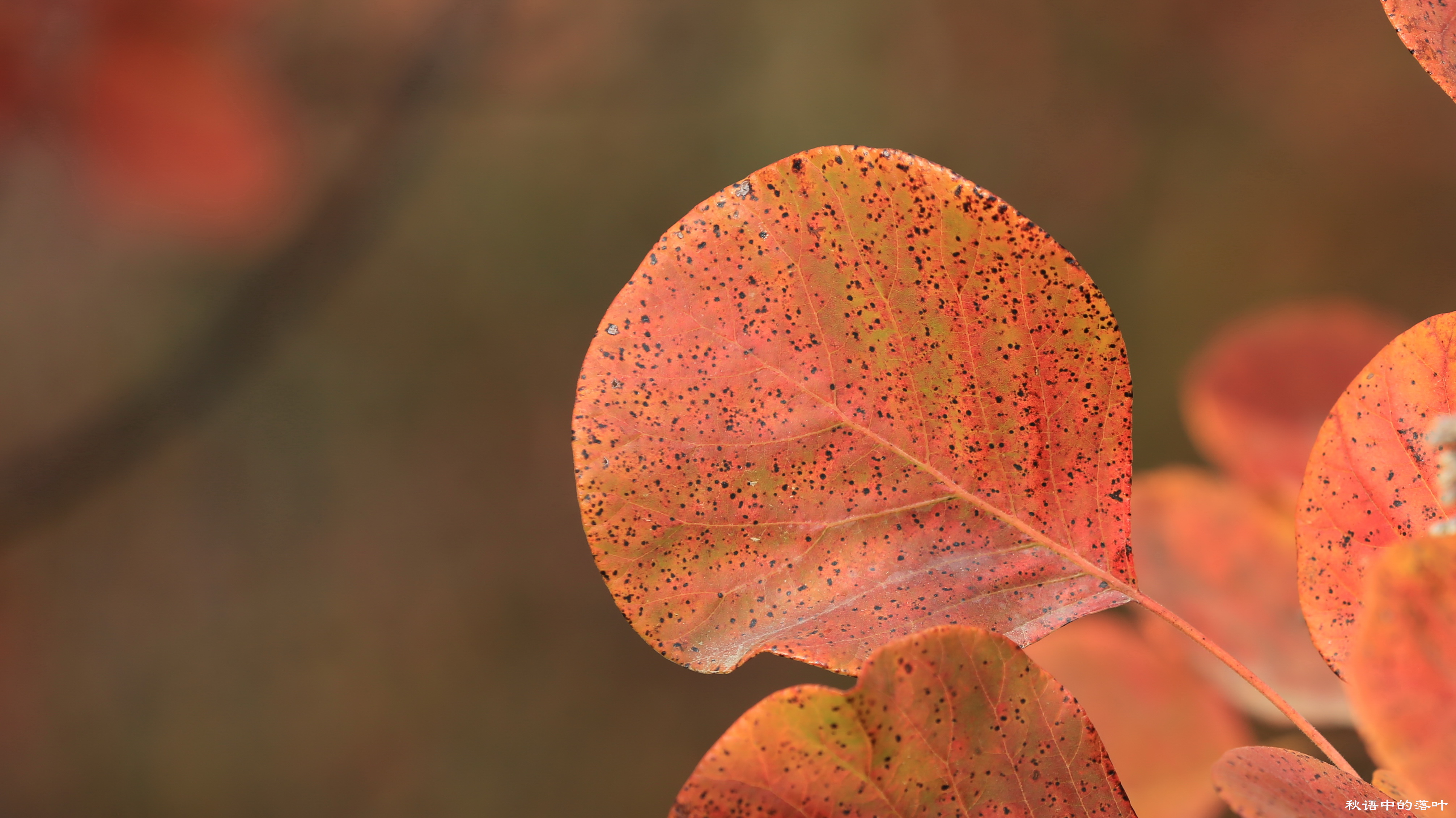 药王谷风景区赏花,快趁着秋天来打卡慕田峪看红叶呀