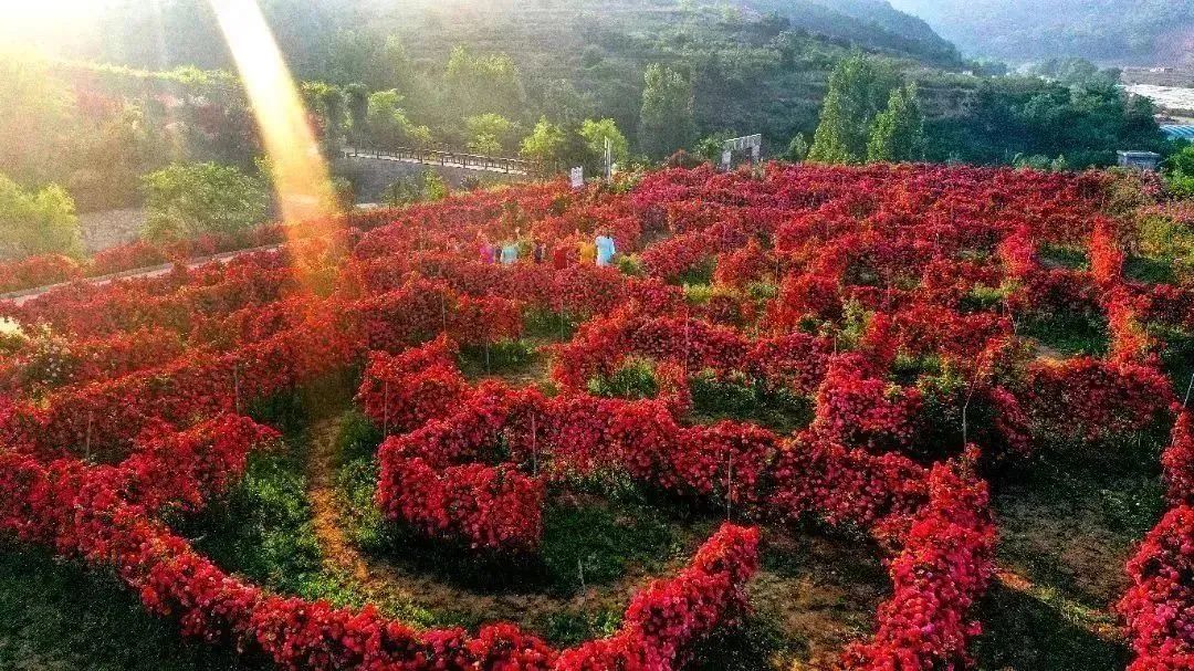 月季花开娇艳无比,月季花开得正烂漫